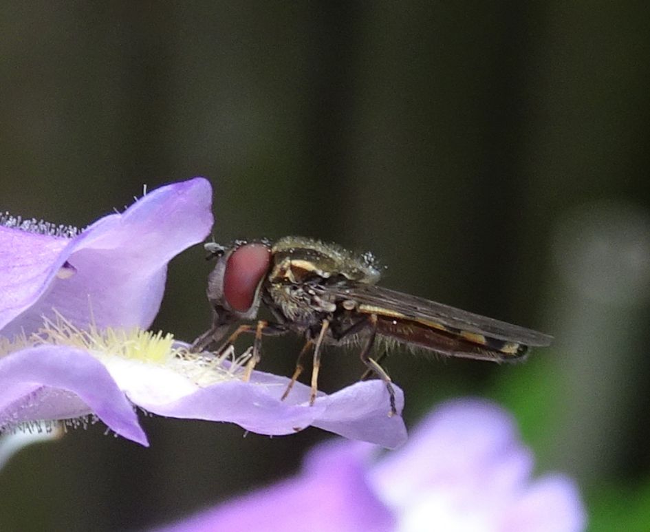 Zweefvlieg bronskleur