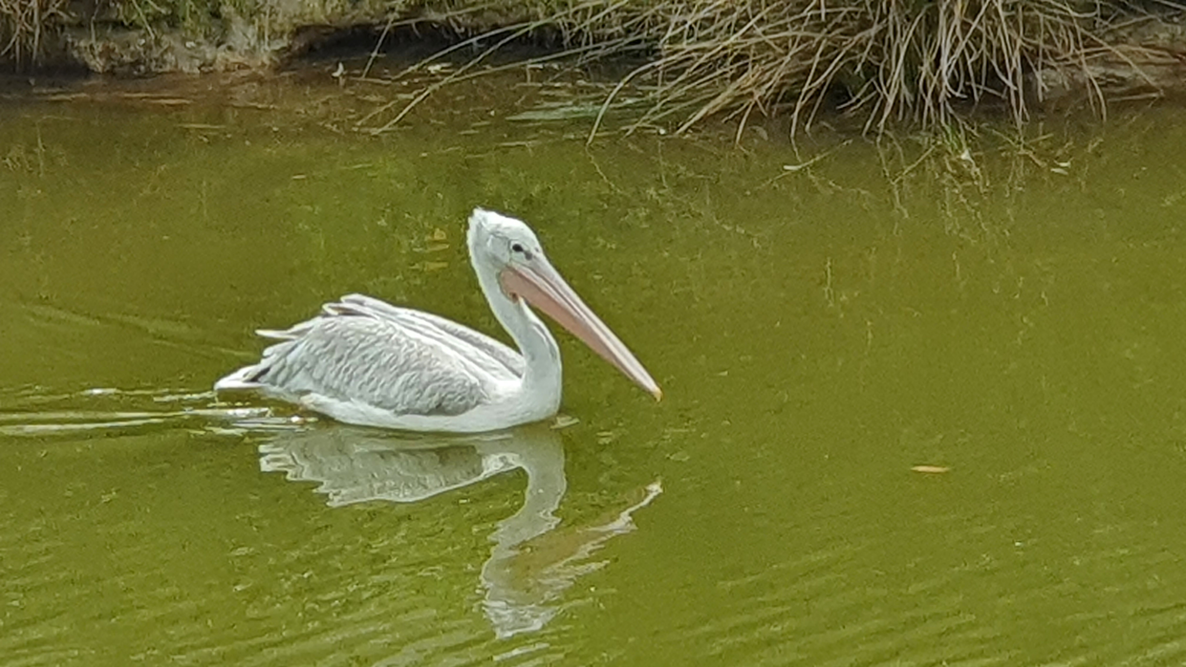 Pelikaan in Eindhoven