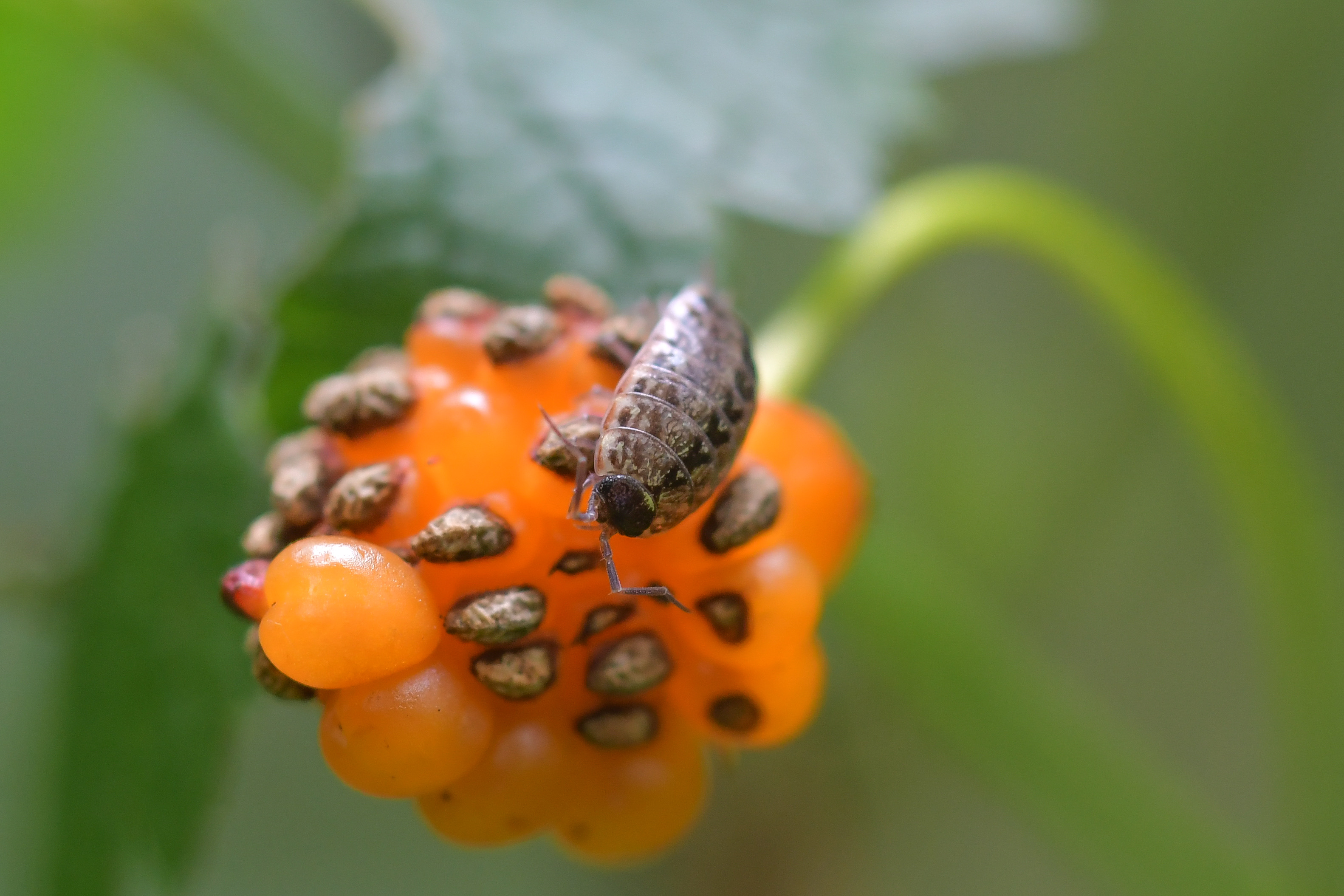 Mospissebed met eitjes??