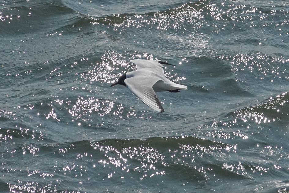 Welke vogels is dit?