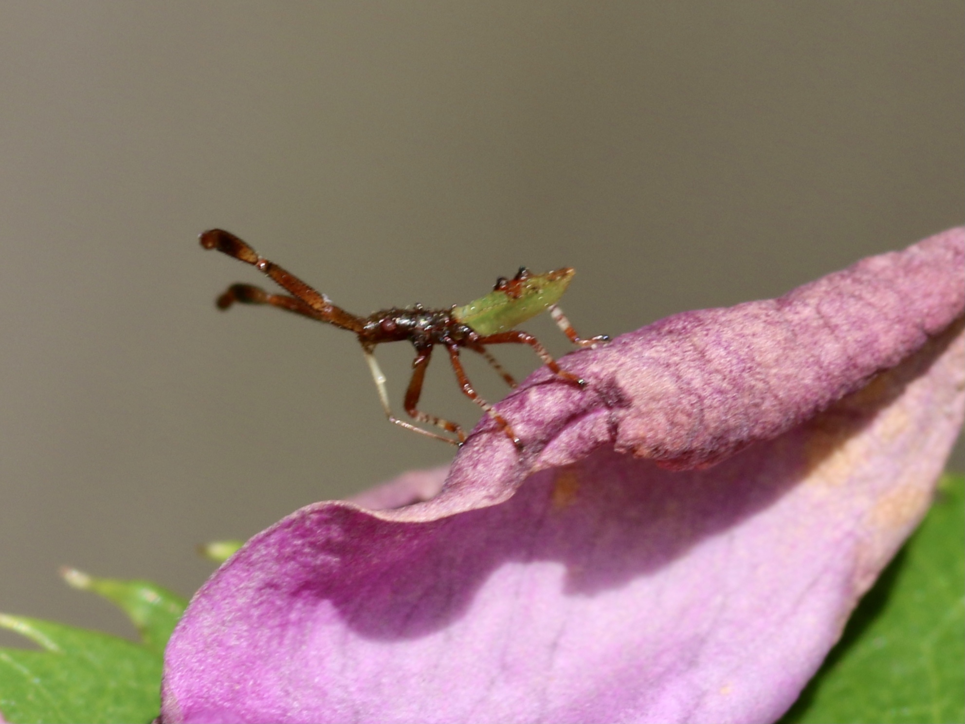 Wat voor een insect is dit