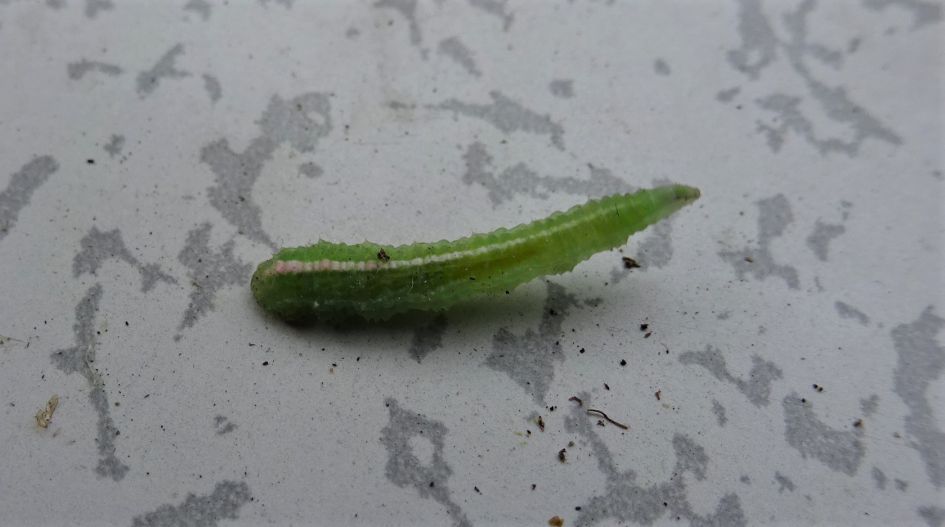 van welke zweefvlieg kan dit larfje zijn?