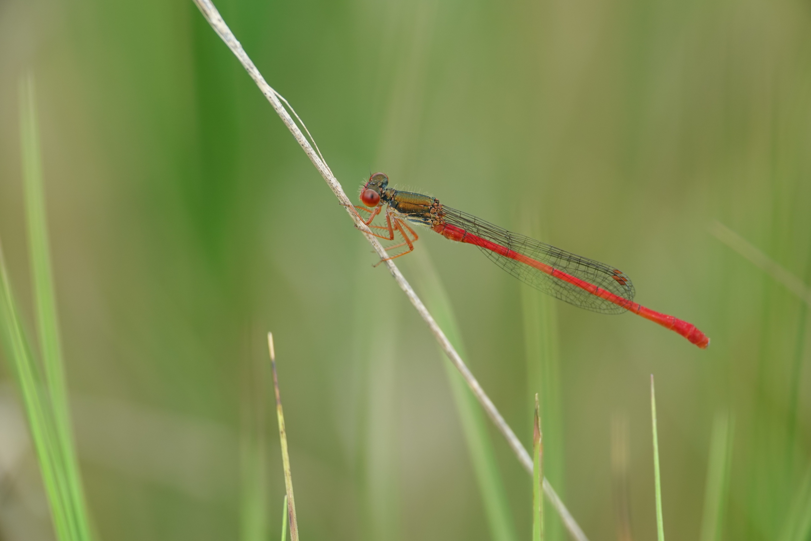 Koraal juffer, man ?