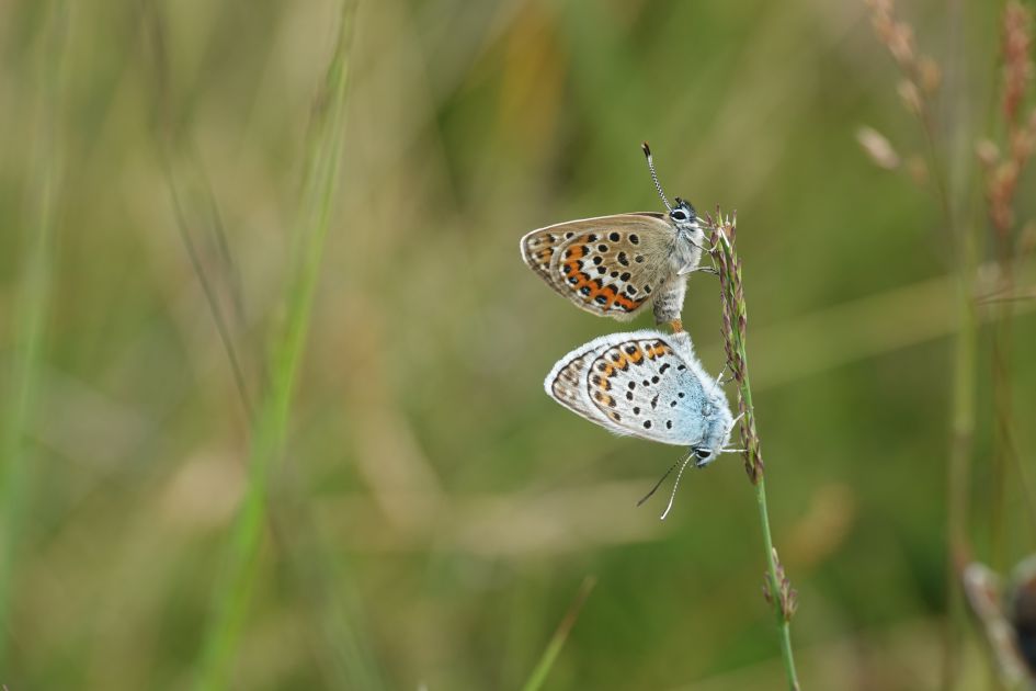 Zijn dit Icarus blauwtjes?