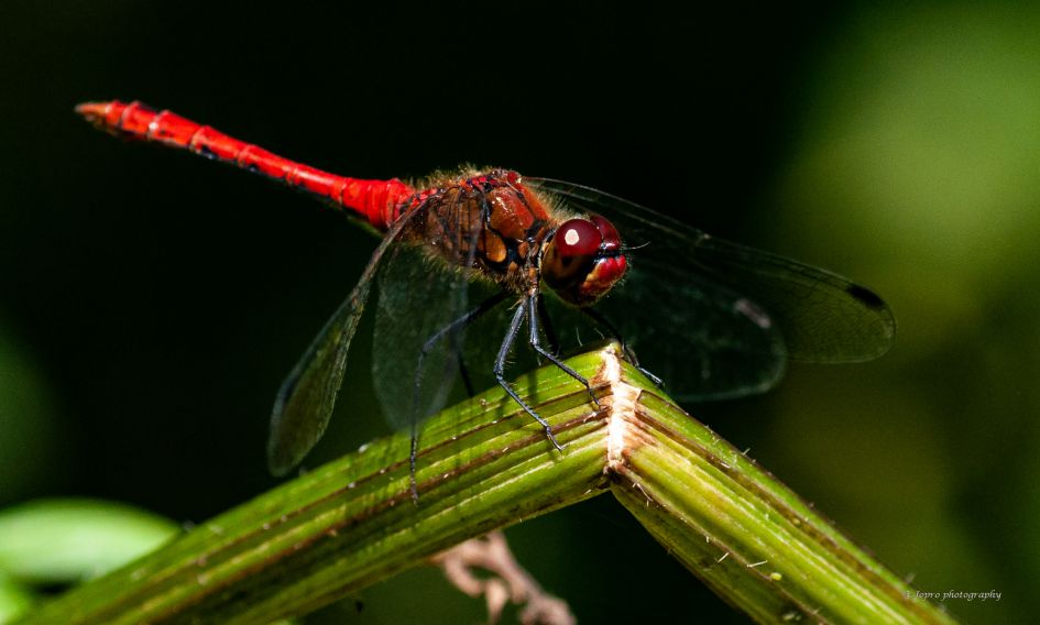 Bloedrode heidelibel ?