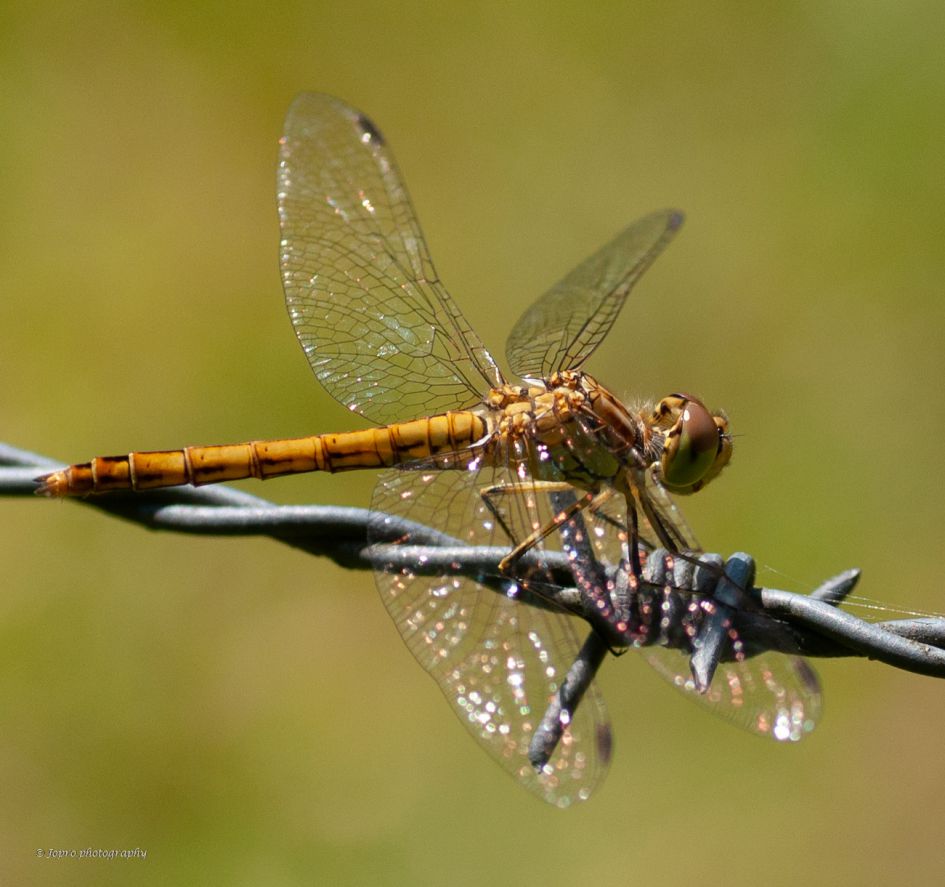 Vrouwtje bloedrode heidelibel ?