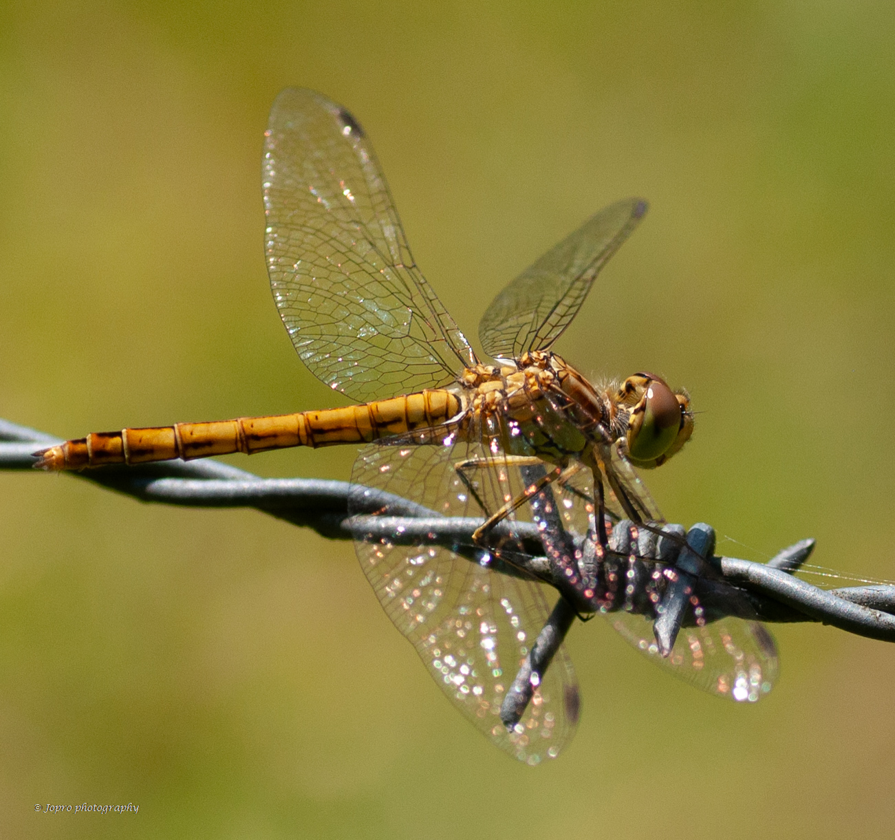 Vrouwtje bloedrode heidelibel ?