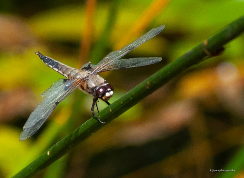 Noordse witsnuitlibel ?