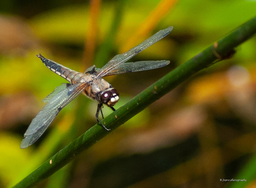 Noordse witsnuitlibel ?