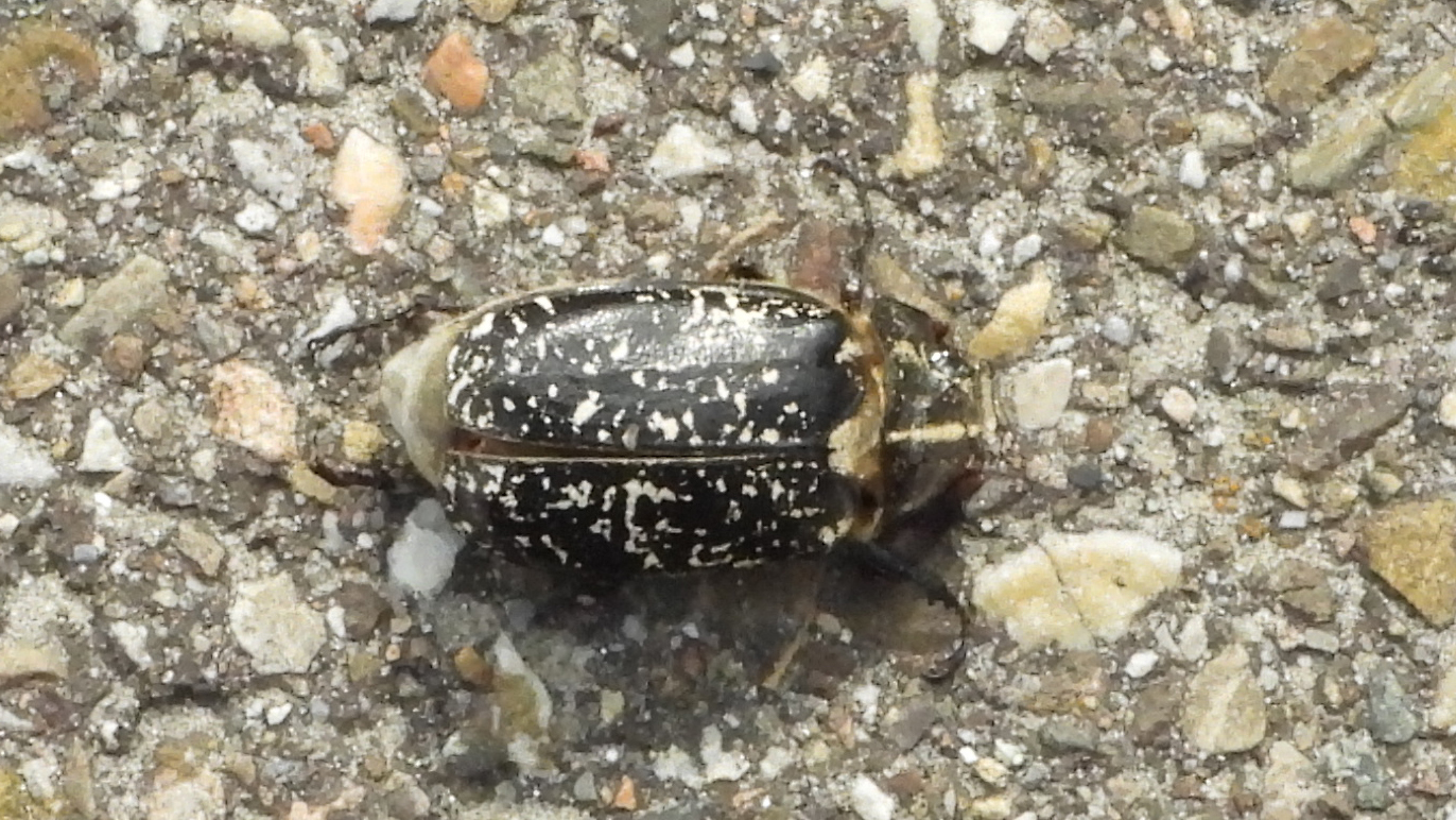 Is dit een bekende kever