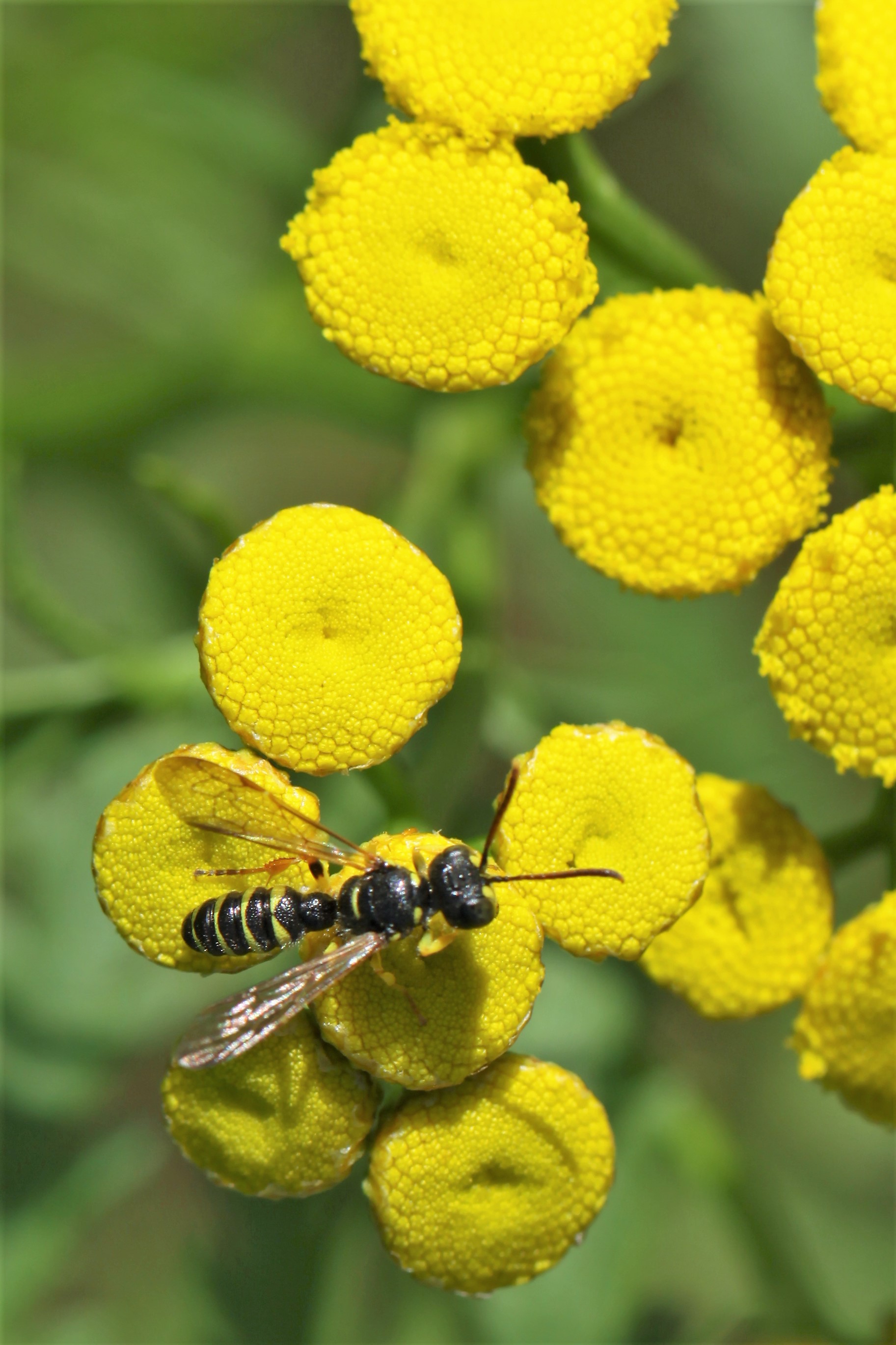 Wat voor wesp is dit ?