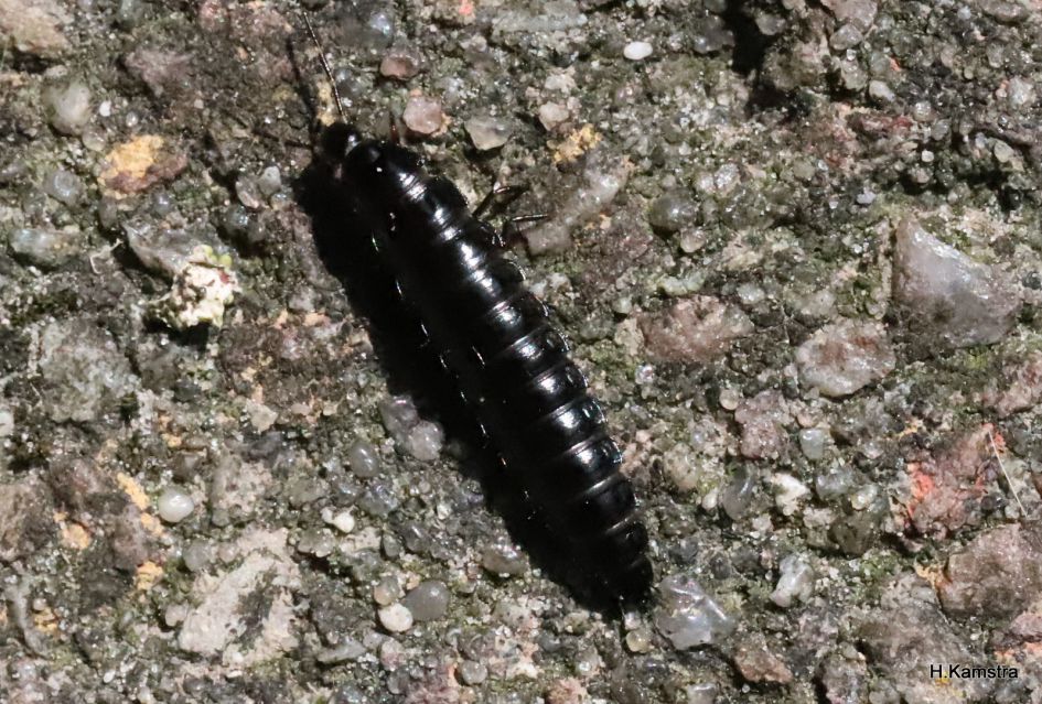 Zwart insect.