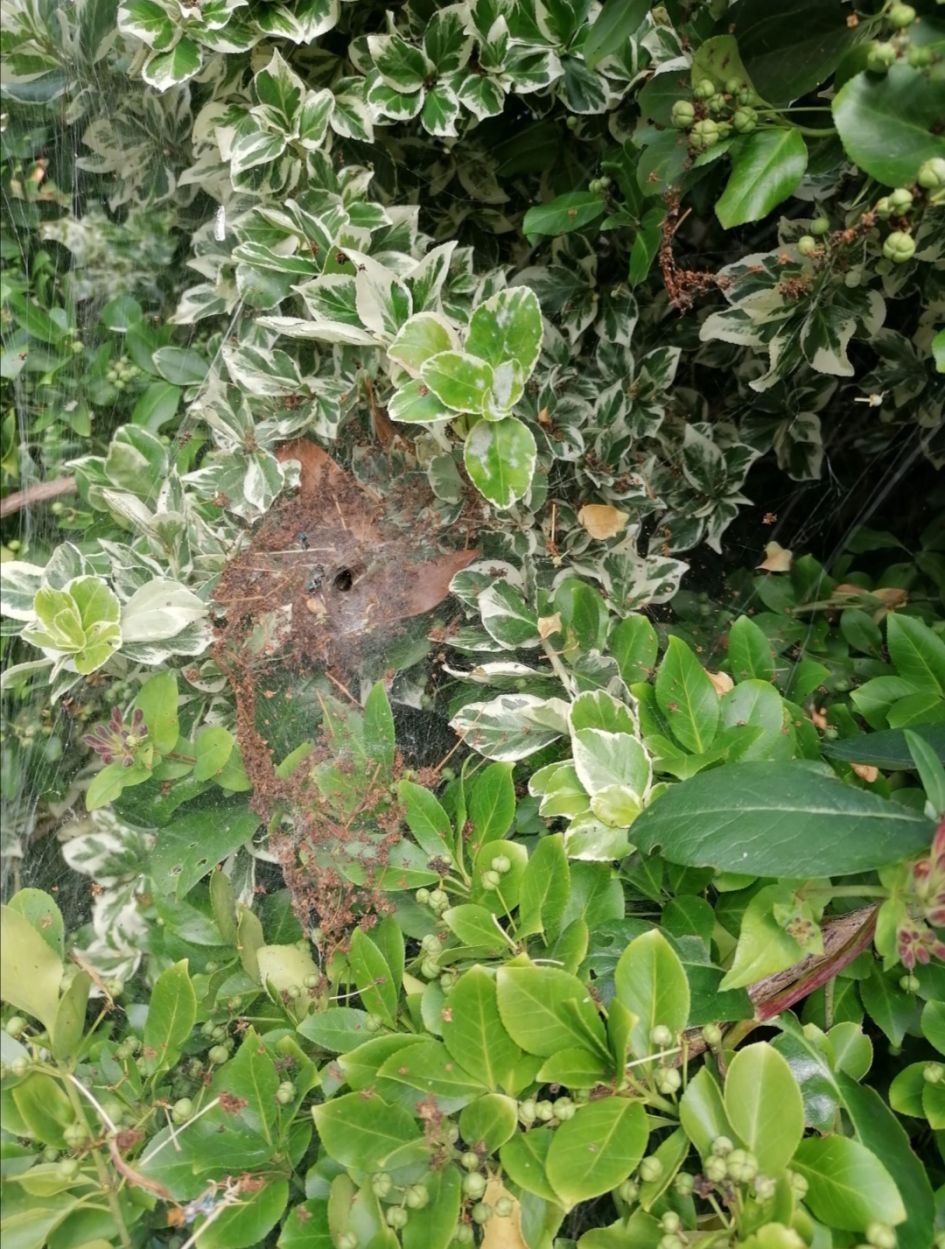 Wat voor spin is dit?