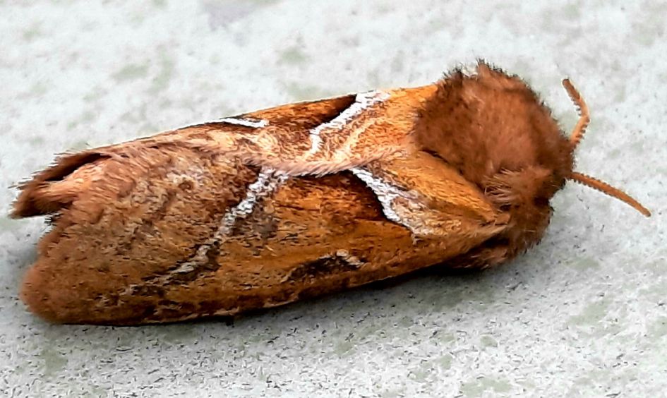 Oranje wortelboorder ?