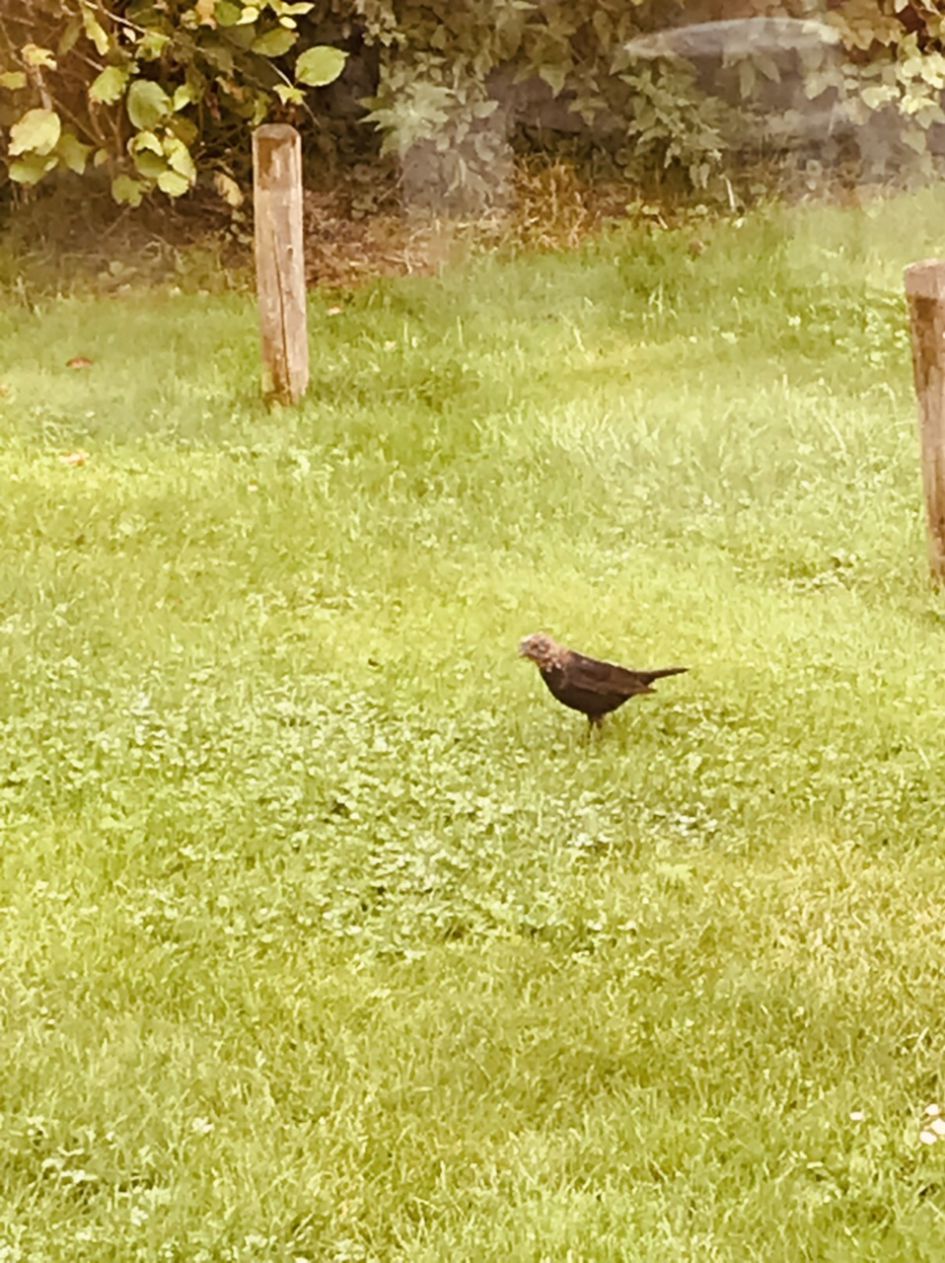 Wat is dit voor vogel