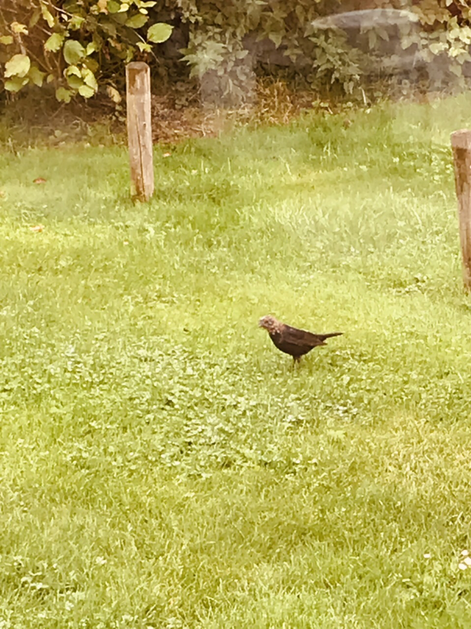 Wat is dit voor vogel