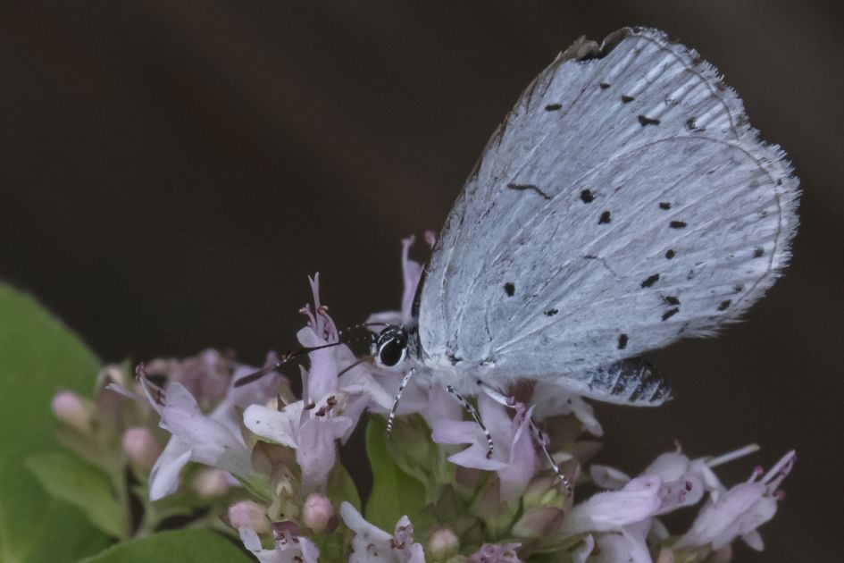 welke vlinder is dit