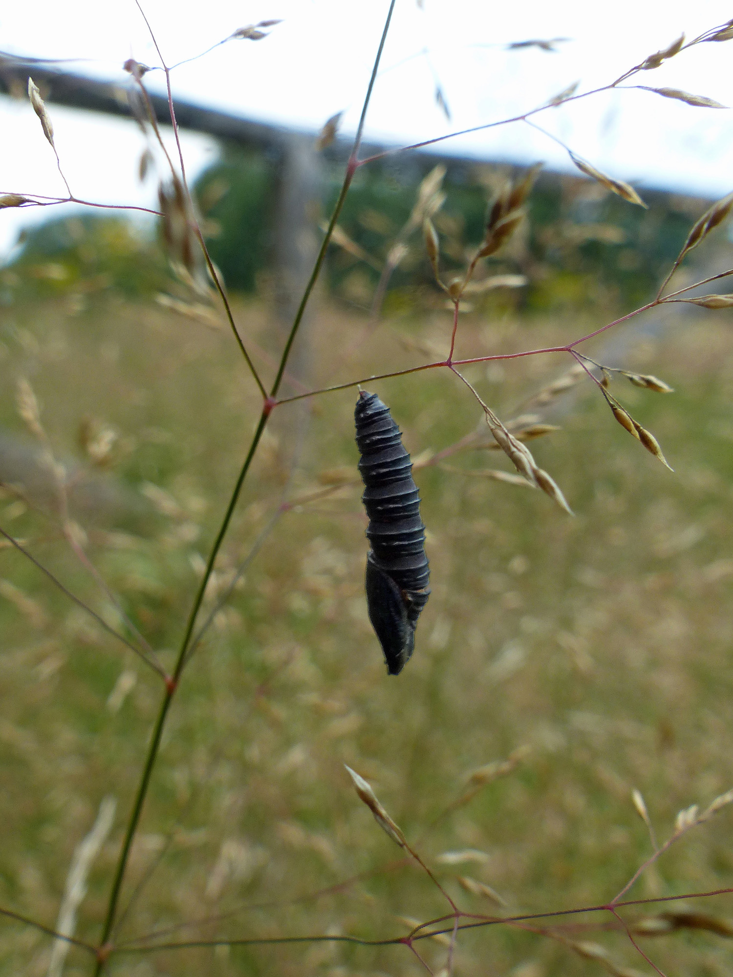 Van welk insect is deze cocon? Herhaalde vraag.