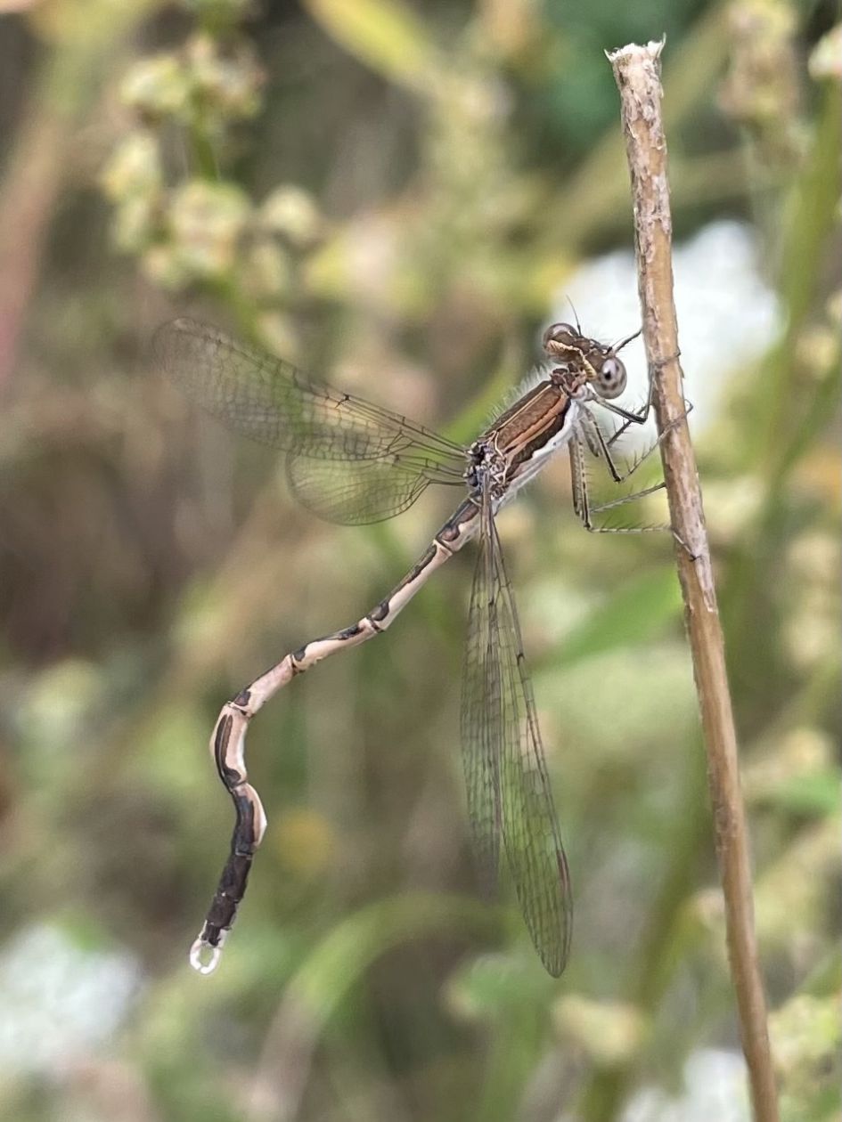 Waarom is deze waterjuffer krom?