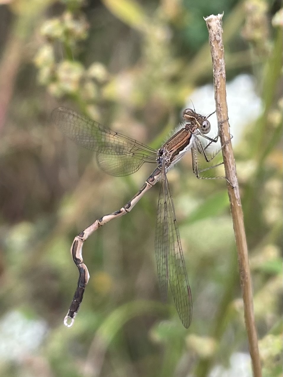Waarom is deze waterjuffer krom?