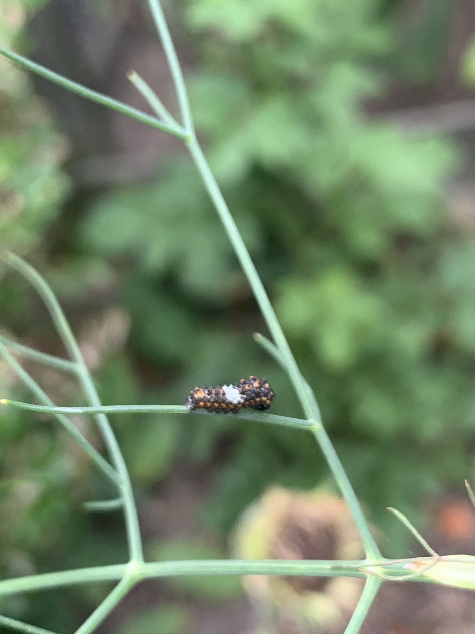 Koninginnenpage mini rupsje
