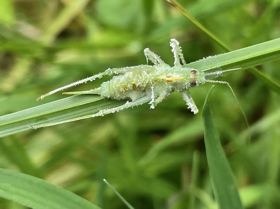 Sprinkhaan: nimf, ten prooi, ziek of...??