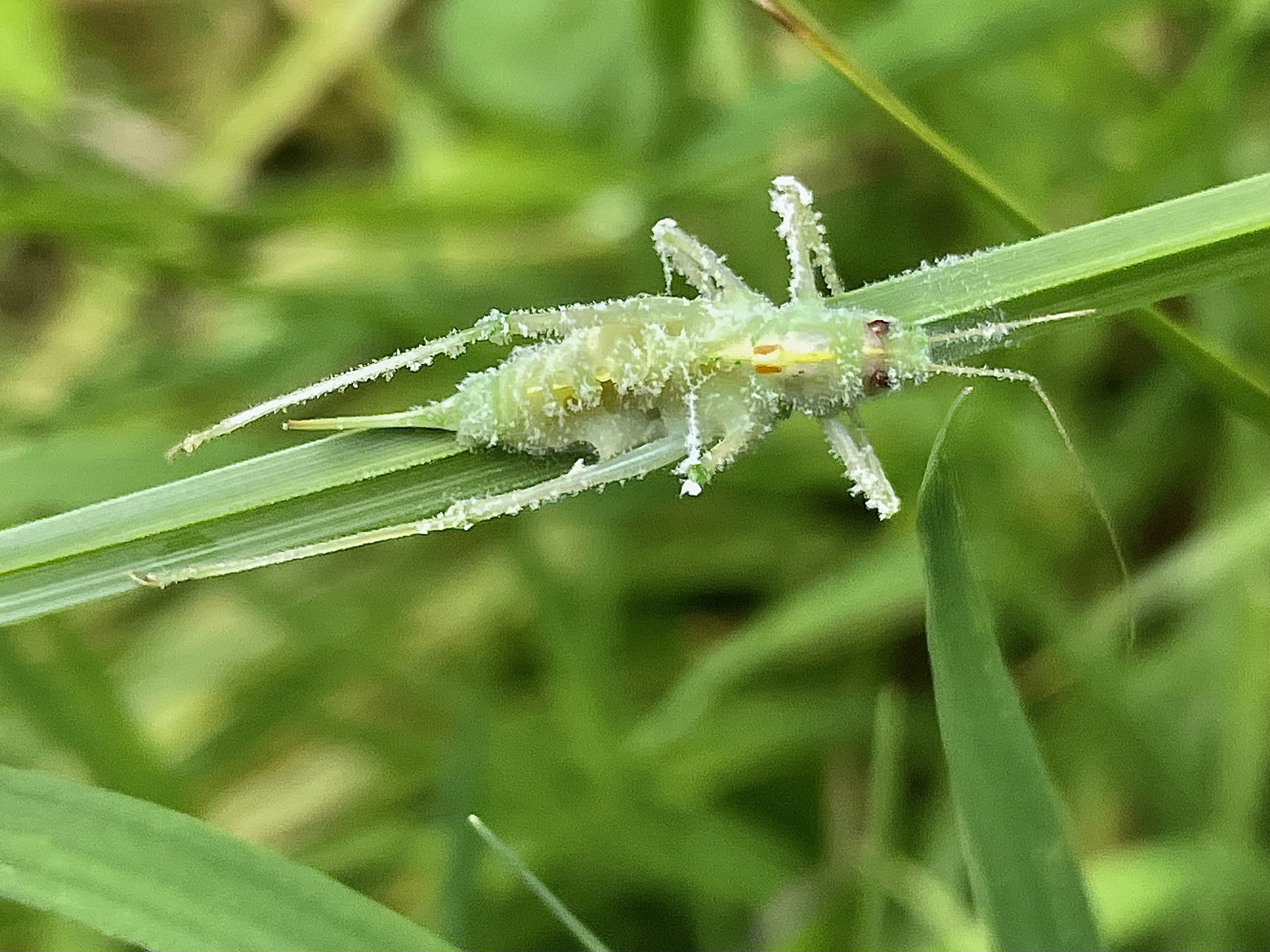 Sprinkhaan: nimf, ten prooi, ziek of...??
