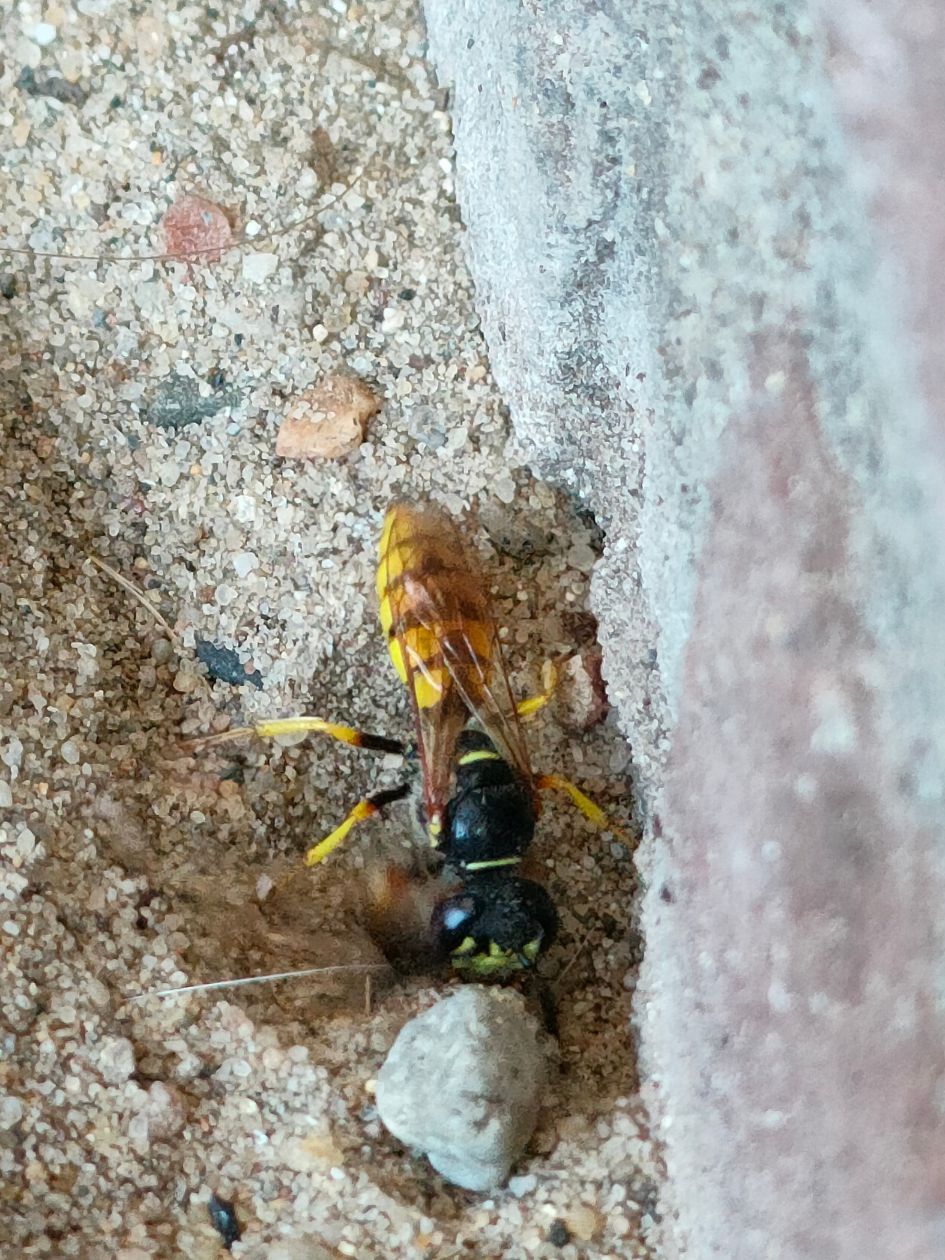 Welke insect is dit?