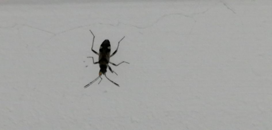 Welke kever is dit?