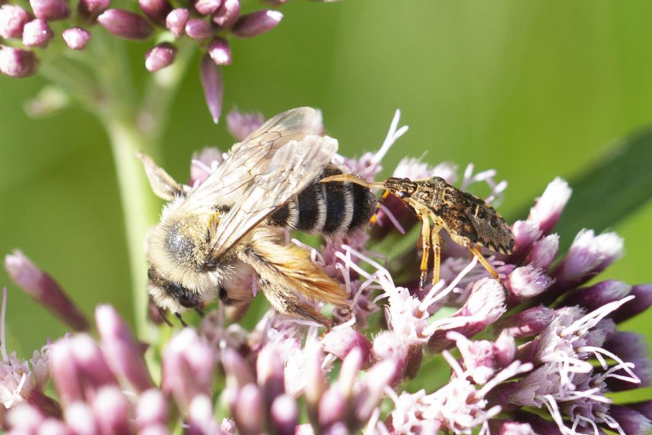 Wants vast aan Slobkousbij?