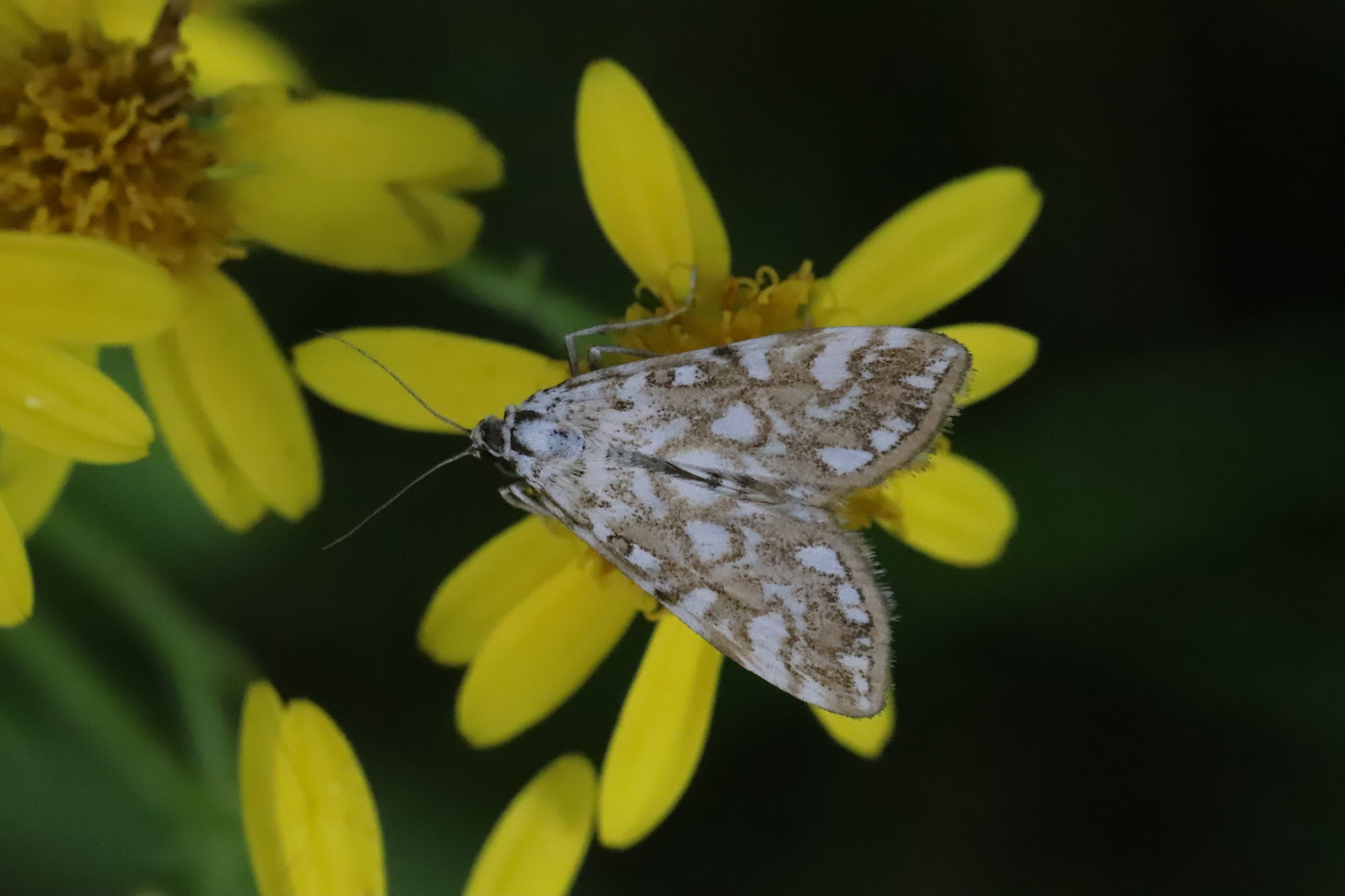 Nachtvlinder op jacobskruiskruid