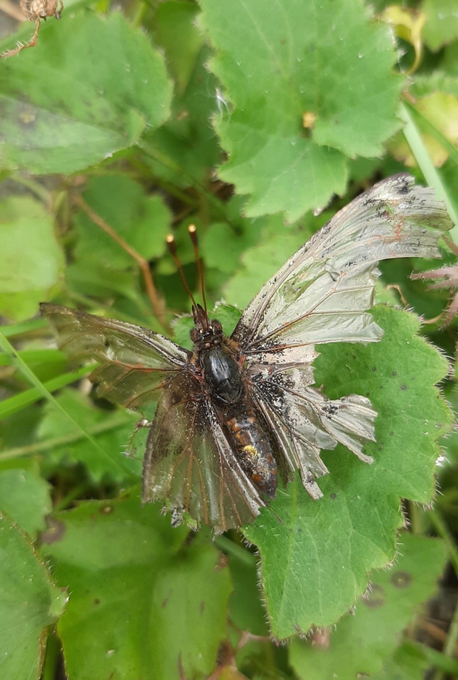 Vlinder met versleten vleugels..