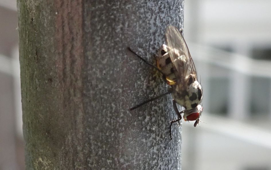 zeldzaam ? vliegje
