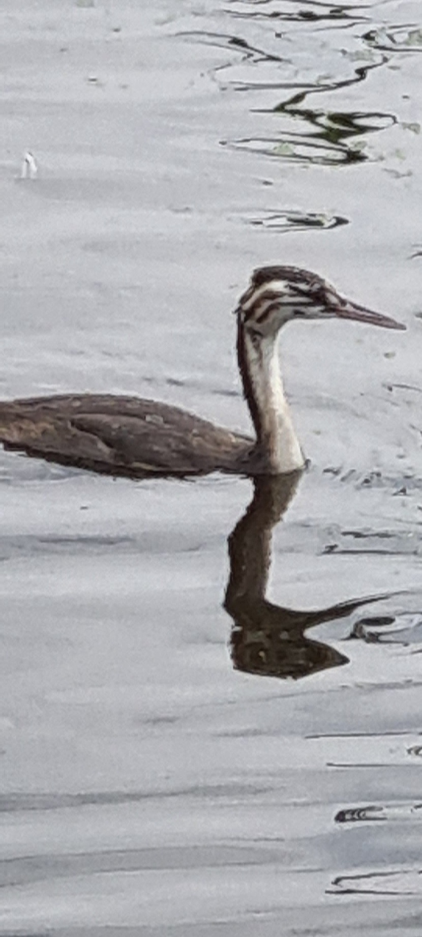 Welke fuut soort is dit