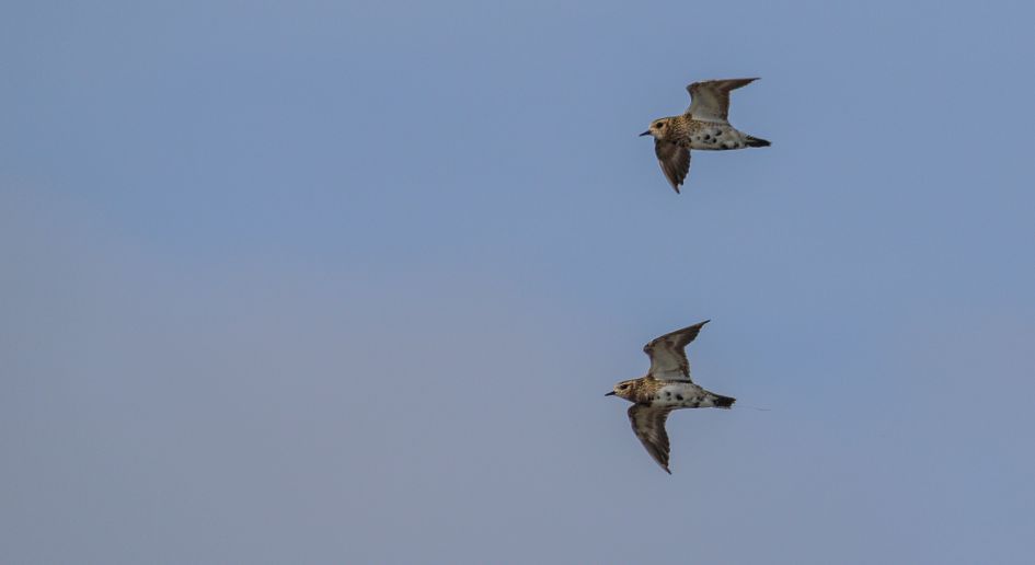 Welke vogels zijn dit ook alweer.