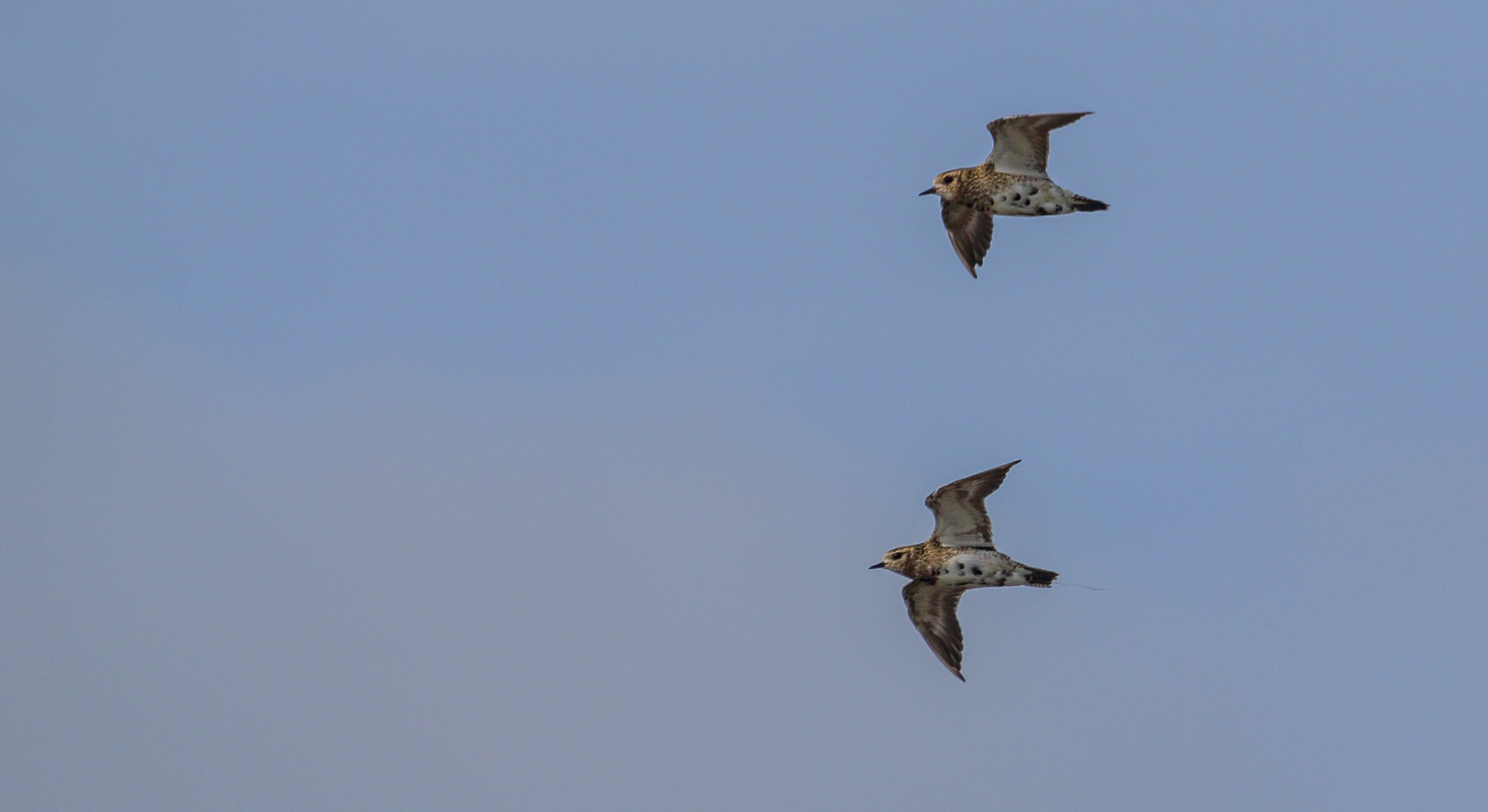 Welke vogels zijn dit ook alweer.