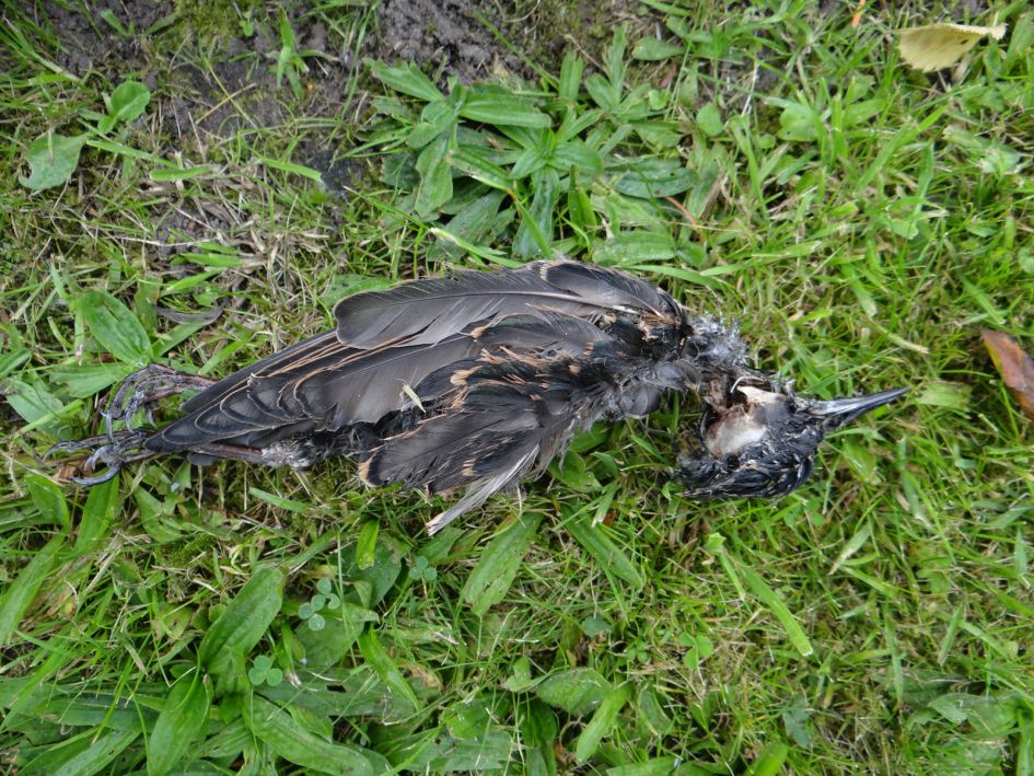 dode vogel op kerkhof
