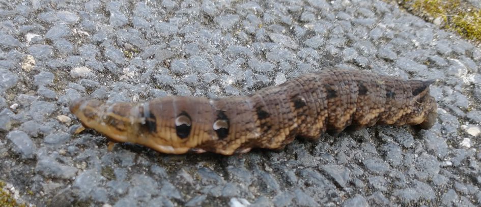 Teunisbloempijlstaartrups?