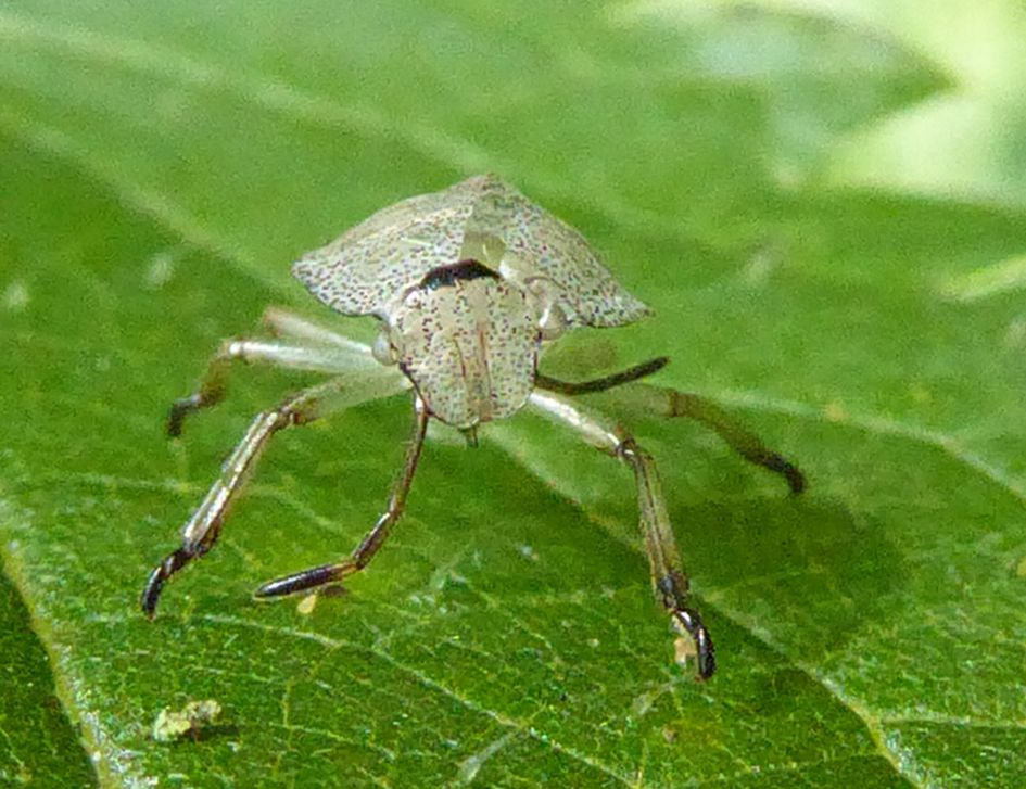 vervellingshuidje te benoemen?