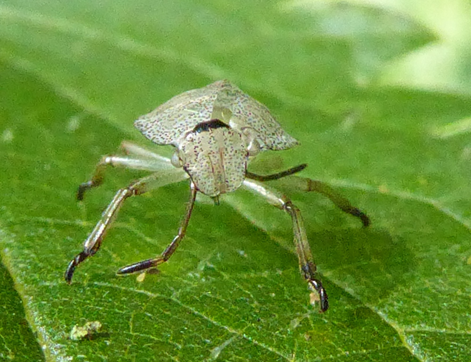vervellingshuidje te benoemen?