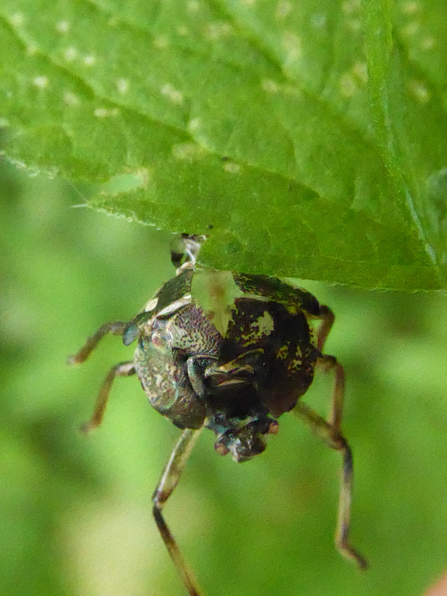 en nog een vervellingshuidje