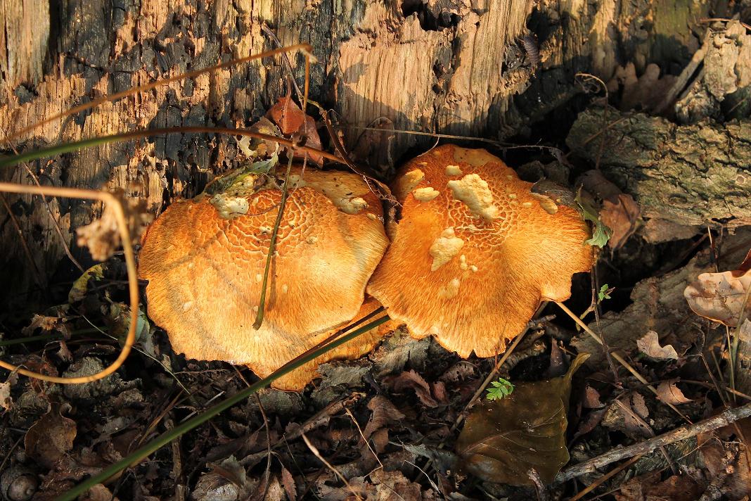 Profielfoto van wolhek