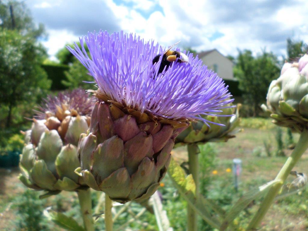 Profielfoto van cdbsfckgmailcom