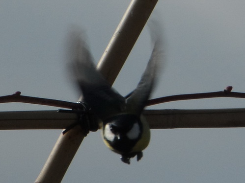 Profielfoto van eRBeeL