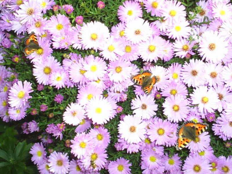 Profielfoto van naaien